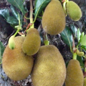  - Artocarpus heterophyllus Lam.