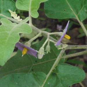 Photographie n°202276 du taxon Solanum torvum Sw.