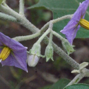 Photographie n°202277 du taxon Solanum torvum Sw.