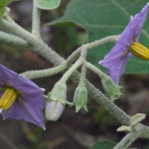 Photographie n°202278 du taxon Solanum torvum Sw.
