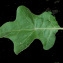  Liliane Roubaudi - Solanum torvum Sw.