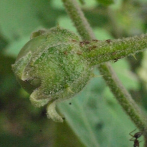 Photographie n°202281 du taxon Solanum torvum Sw.