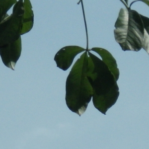 Photographie n°202398 du taxon Adansonia digitata L.