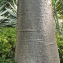  Liliane Roubaudi - Adansonia digitata L.