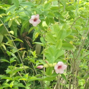 Photographie n°202415 du taxon Allamanda violacea Gardner & Fielding