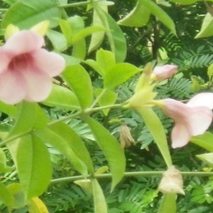 Photographie n°202416 du taxon Allamanda violacea Gardner & Fielding