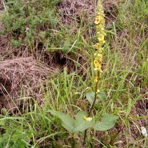 Photographie n°202431 du taxon Verbascum boerhavii L. [1767]