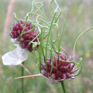 Photographie n°202475 du taxon Allium vineale subsp. compactum (Thuill.) Berher [1887]