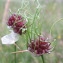  Jean-Claude Echardour - Allium vineale subsp. compactum (Thuill.) Berher [1887]