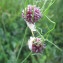  Jean-Claude Echardour - Allium vineale subsp. compactum (Thuill.) Berher [1887]