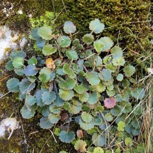 Photographie n°202488 du taxon Saxifraga hirsuta L.