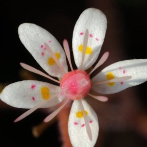 Photographie n°202490 du taxon Saxifraga hirsuta L.