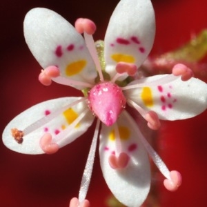 Photographie n°202492 du taxon Saxifraga hirsuta L.