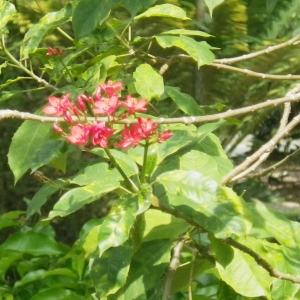  - Jatropha integerrima Jacq.