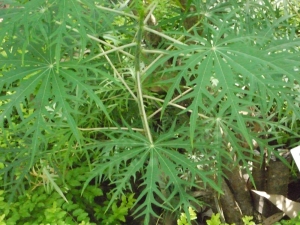 Liliane Roubaudi, le 19 novembre 2013 (Thaïlande)