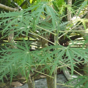  - Jatropha multifida L.