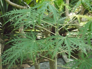 Liliane Roubaudi, le 19 novembre 2013 (Thaïlande)