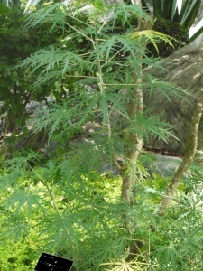 Liliane Roubaudi, le 19 novembre 2013 (Thaïlande)