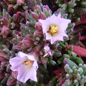  - Frankenia pulverulenta L. [1753]