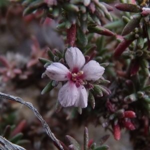 Frankenia pulverulenta L. (Frankénie annuelle)