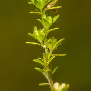 Photographie n°202595 du taxon Veronica verna L. [1753]