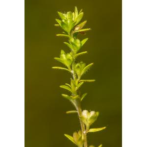 Veronica pinnatifida Lam. (Véronique de printemps)