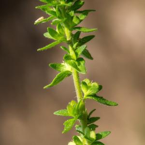 Photographie n°202596 du taxon Veronica verna L. [1753]