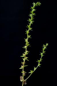 Jean-Jacques Houdré, le 11 juin 2013 (Chambles)