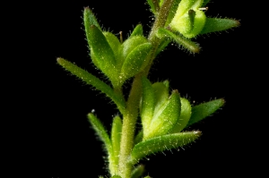 Jean-Jacques Houdré, le 11 juin 2013 (Chambles)