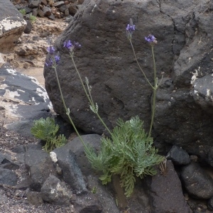  - Lavandula pinnata Moench [1802]