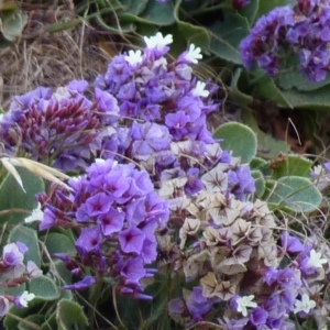 Limonium puberulum Kuntze