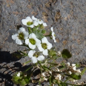 Lobularia canariensis (DC.) L.Borgen