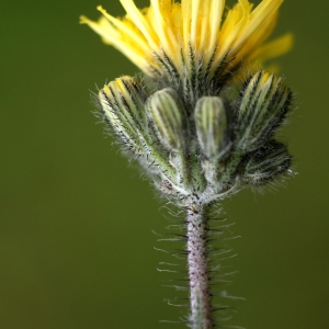  - Hieracium caespitosum Dumort. [1827]