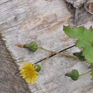 Photographie n°202643 du taxon Sonchus oleraceus L. [1753]