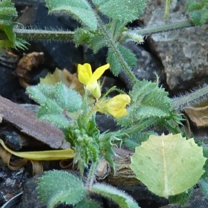  - Medicago italica (Mill.) Fiori [1921]