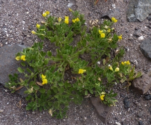 Ans Gorter, le 30 janvier 2013 (Lanzarote, iles Canaries, Famara (lanzarote, iles canaries))