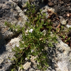 Photographie n°202670 du taxon Ononis pendula Desf. [1799]