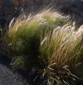 Ans Gorter, le  9 février 2013 (Lanzarote, iles Canaries)