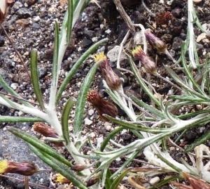 Ans Gorter, le 21 janvier 2013 (Lanzarote, iles Canaries, Famara (lanzarote, iles canaries))