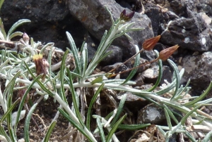 Ans Gorter, le 21 janvier 2013 (Lanzarote, iles Canaries, Famara (lanzarote, iles canaries))