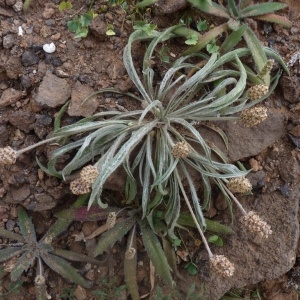  - Plantago ovata Forssk. [1775]