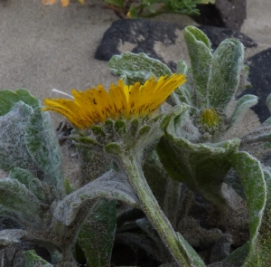 Ans Gorter, le 20 janvier 2013 (Lanzarote, iles Canaries, Famara)