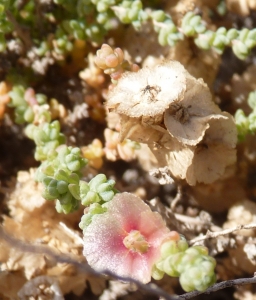 Ans Gorter, le 24 janvier 2013 (Lanzarote, iles Canaries, Famara)