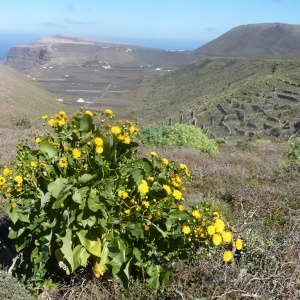  - Sonchus pinnatifidus Cav. [1801]