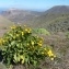  Ans Gorter - Sonchus pinnatifidus Cav. [1801]