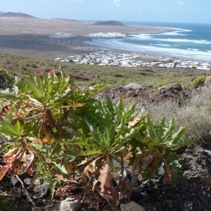  - Sonchus pinnatifidus Cav. [1801]