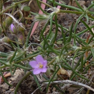  - Spergula fimbriata (Boiss. & Reut.) Murb. [1922]