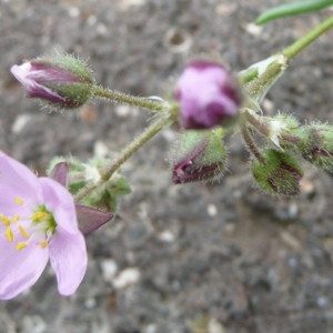 Spergula fimbriata (Boiss. & Reut.) Murb.