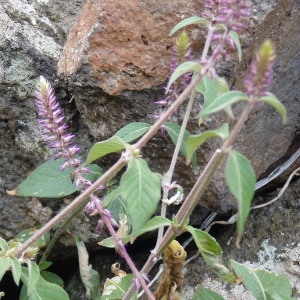Achyranthes aspera var. sicula L.