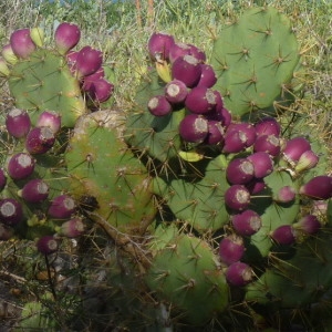  - Opuntia dillenii (Ker Gawl.) Haw. [1819]